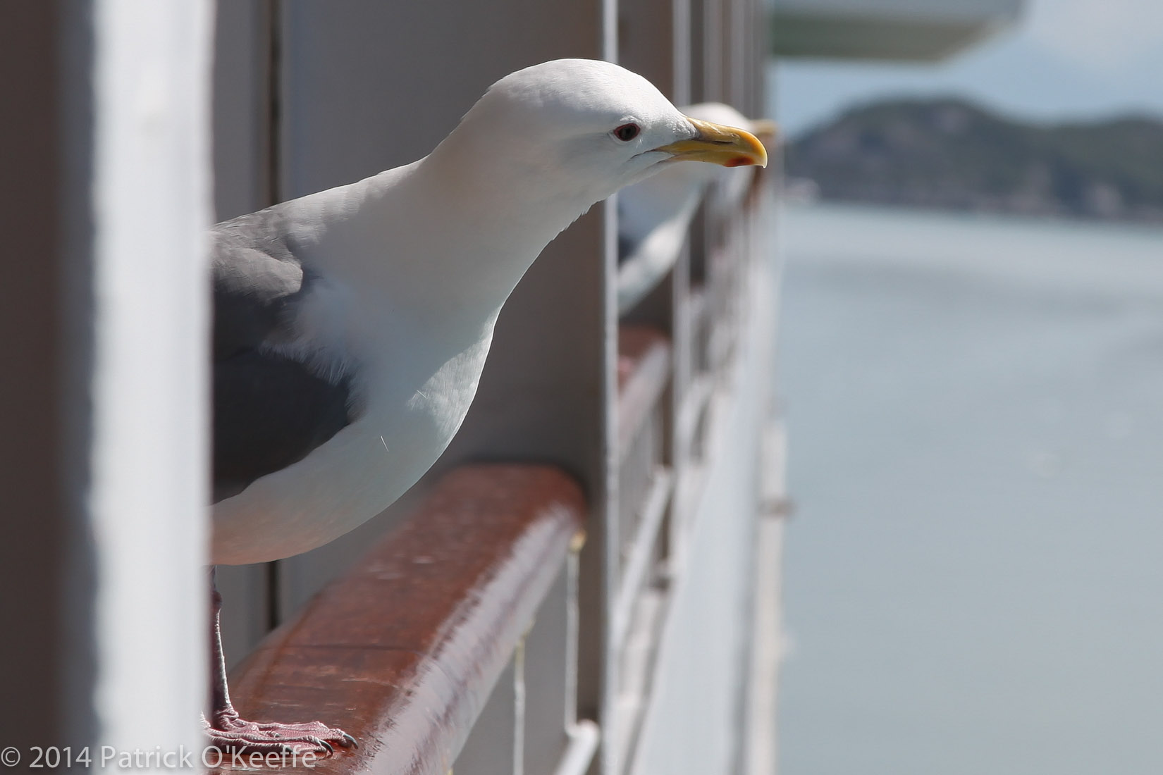 Seagull on Ship