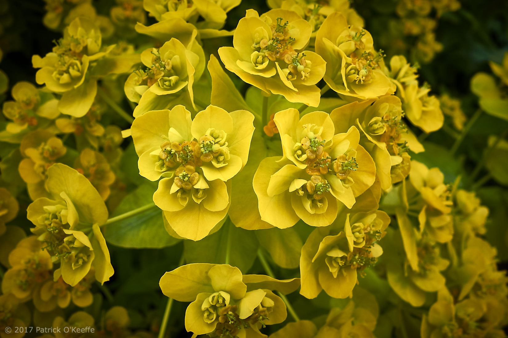 Complex Yellow Flowers
